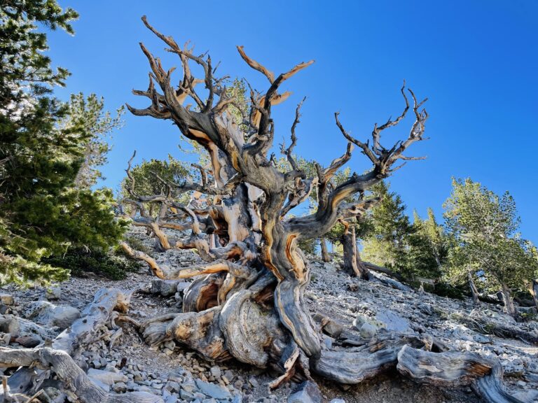 Eco Travelers Guide to Great Basin National Park